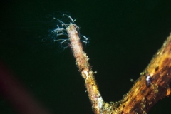 P4230042x