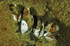 P4230080x