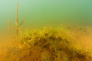 170610 Störmthaler See