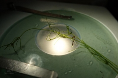 DSC03922x