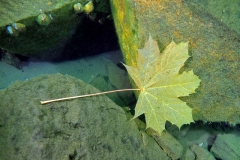 PA210063xx