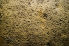 DSC07583x