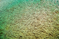 DSC00651x