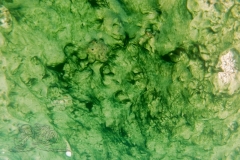 DSC00679x