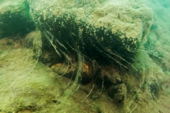 DSC00754x