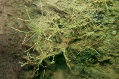 DSC00757x
