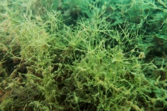 DSC00758x