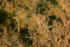 DSC00761x