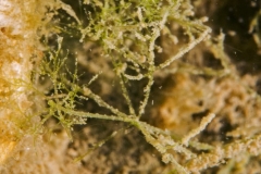 DSC00774x