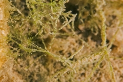 DSC00775x