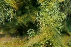 DSC00782x