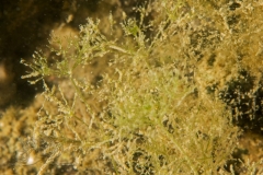 DSC00788x