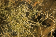 DSC00809x