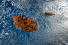 DSC04651x
