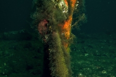 Ronny_DSC0605