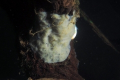 Klaus_P3240085x