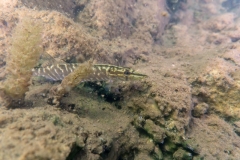 Ronny_DSC0930