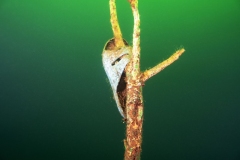Ronny_DSC1392