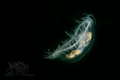 DSC09958x
