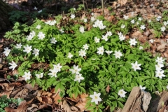 IMG_20200319_131506x