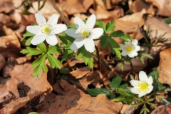 IMG_20200319_140501x