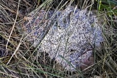 IMG_20200327_170819x