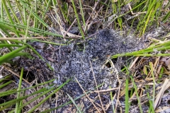 IMG_20200327_170900x