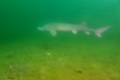 DSC01891x