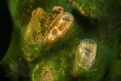 DSC02609x