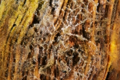 DSC03494x