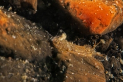 DSC03981x
