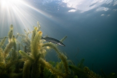 Ronny_DSC2216