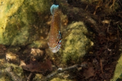 Ronny_DSC2403