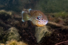 Ronny_DSC2406