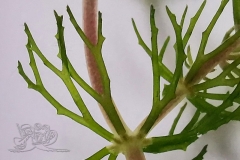 IMG_20200728_134118x