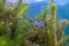 Ronny_DSC2621