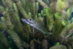 Ronny_DSC2678