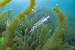 Ronny_DSC2697