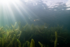 Ronny_DSC2711