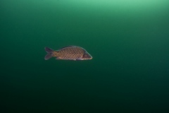 Ronny_DSC2991