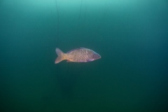 Ronny_DSC3006