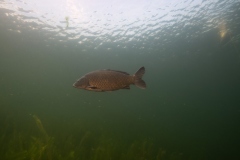 Ronny_DSC3049