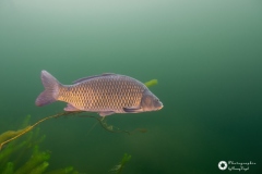 Ronny_DSC3166
