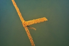 PA310209xx