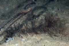 P1100079x