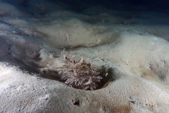 P1100102x