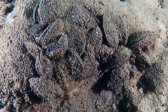P1100109x