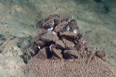 P1100111x