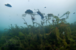 210131 Gewässererkundung