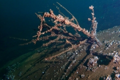 P2250063x